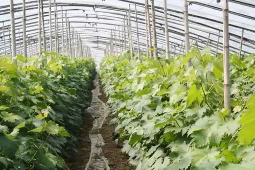 大棚葡萄各時(shí)期控溫要點(diǎn) 完全版