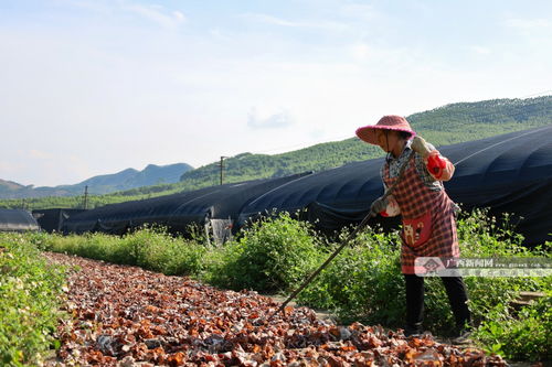激活鄉(xiāng)村振興新動(dòng)能 柳南區(qū)太陽(yáng)村鎮(zhèn)積極發(fā)展特色產(chǎn)業(yè)