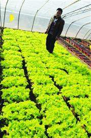 即墨沽河畔建萬(wàn)畝現(xiàn)代化菜園 蔬菜可直通網(wǎng)店銷(xiāo)售