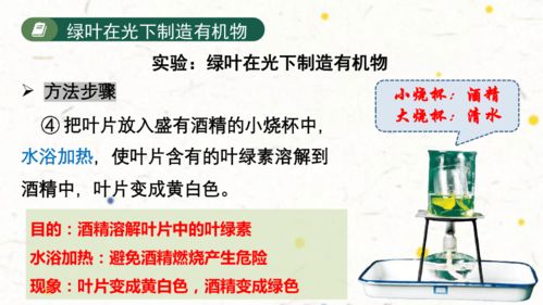 3.4 綠色植物是生物圈中有機(jī)物的制造者2023 2024學(xué)年七年級生物上學(xué)期同步精品課件 人教版 共27張ppt